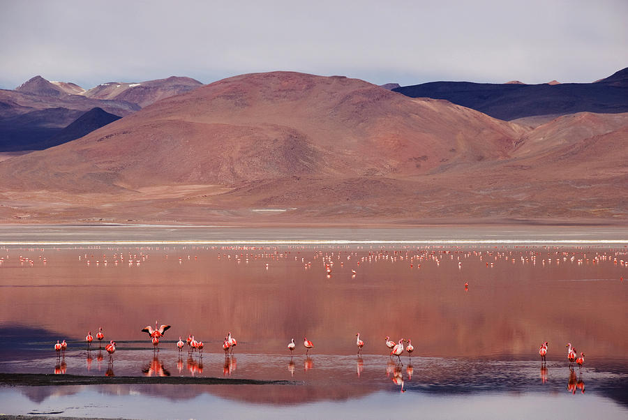 Flamingoes On Laguna Colorado Lake Photograph by John Elk