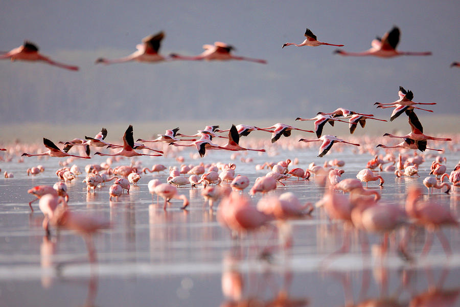 Flamingoes on Lake Nakuru Photograph by Mantaphoto