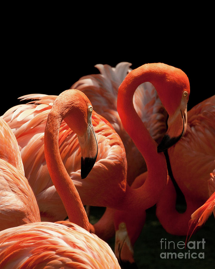 Flamingoes Photograph by Rick Piper Photography