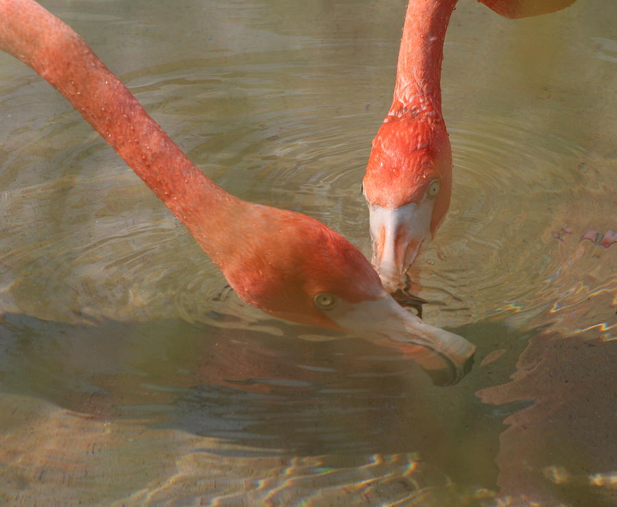 A Pair of Flamingoes Photograph by Valerie Collins