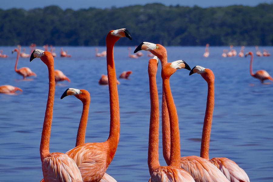 Flamingos 1 Photograph by Skip Hunt