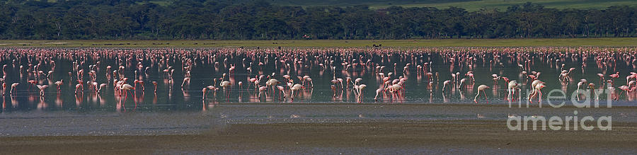 Flamingos  - 16x66 Photograph by J L Woody Wooden