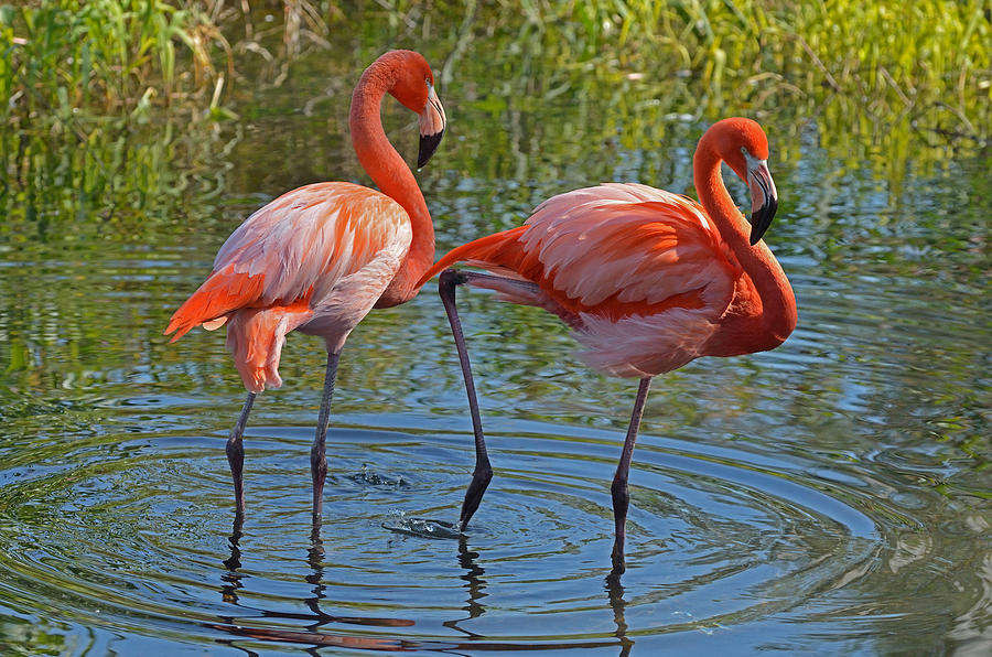 Flamingos 2 Photograph by Dragan Kudjerski