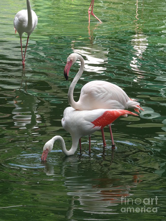 Flamingos 2 Photograph by Padamvir Singh