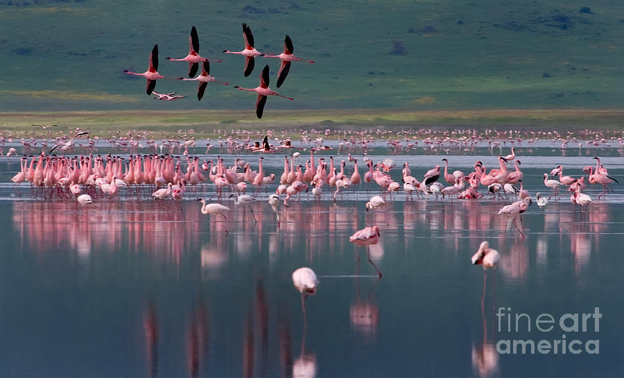 Flamingos  #6561 Photograph by J L Woody Wooden