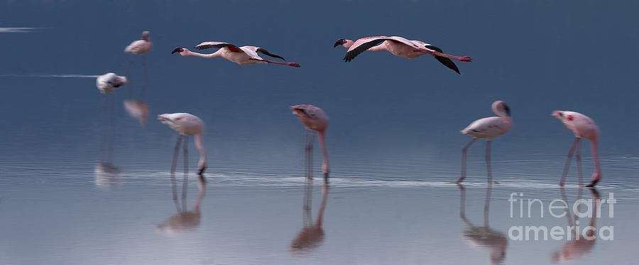 Flamingos  #6596 Photograph by J L Woody Wooden