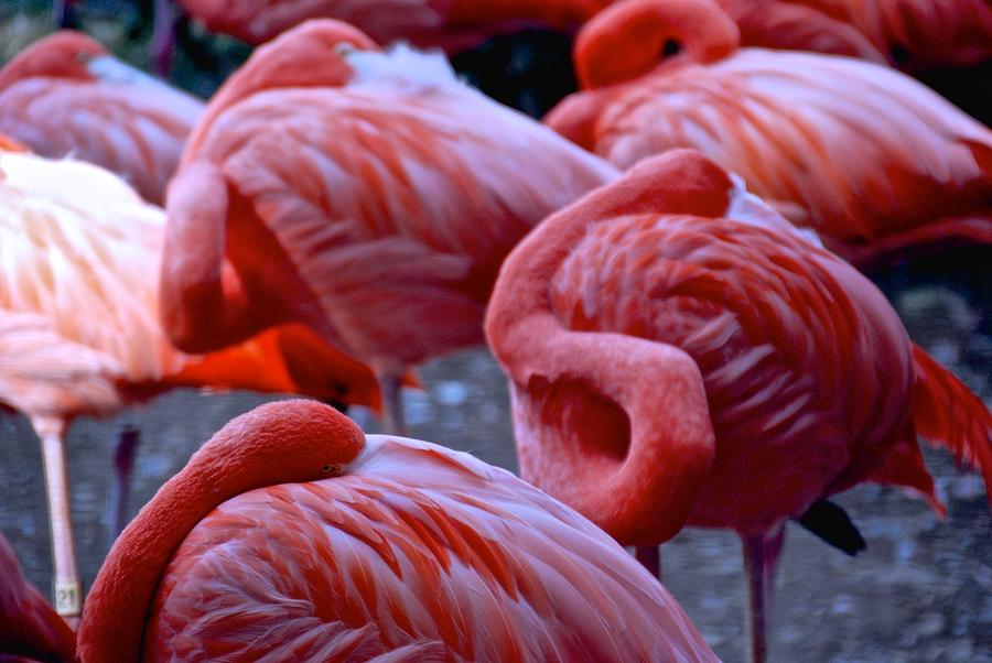 Flamingos At Ease Photograph by Eric Tressler