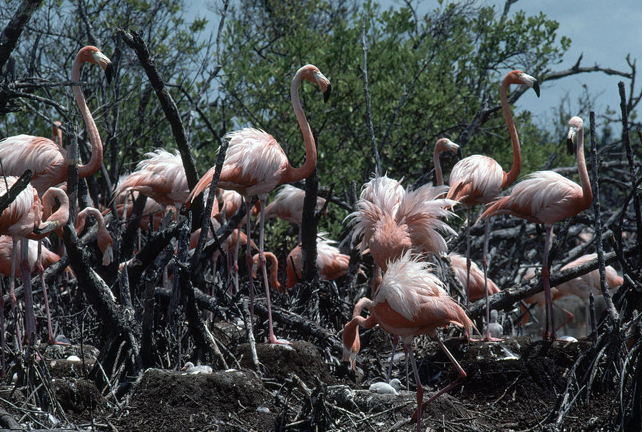 Flamingos At Nests Photograph by Paul Zahl