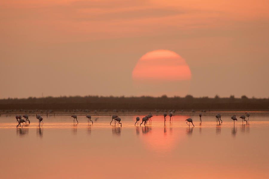 Nature Photograph - Flamingos At Sunrise by Joan Gil Raga