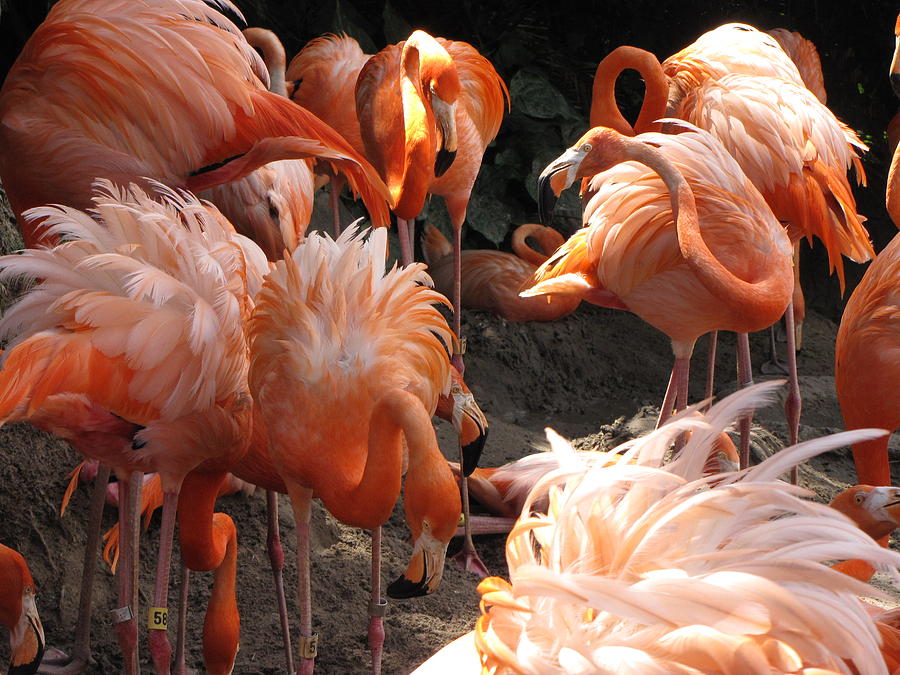 Flamingos Photograph by Beth Vincent