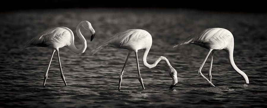 Animal Photograph - Flamingos Black and White Panoramic by Adam Romanowicz