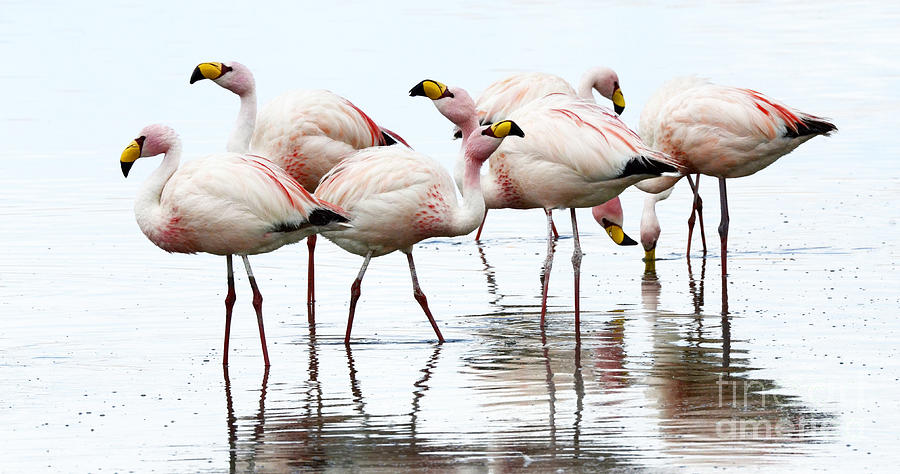 Flamingos Bolivia 1 Photograph by Bob Christopher