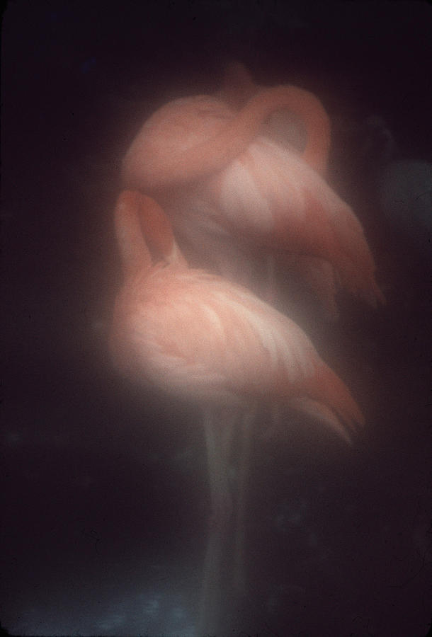 Flamingos Photograph by Bud Simpson