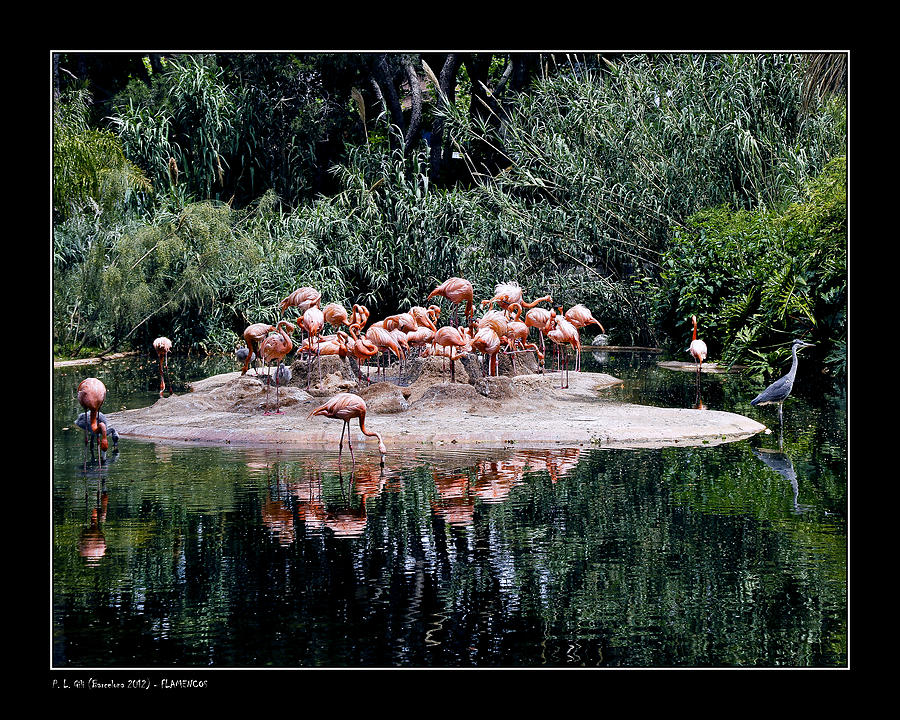 Flamingos colony Photograph by Pedro L Gili