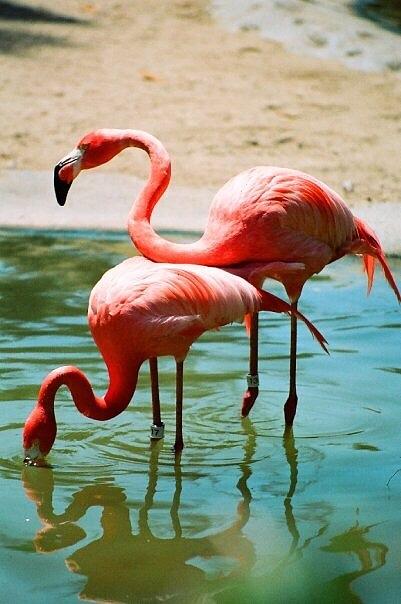 Wildlife Photograph - Flamingos by Danielle Godfrey
