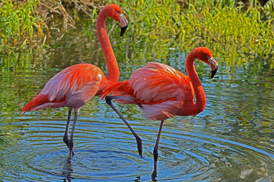 Flamingos Photograph by Dragan Kudjerski