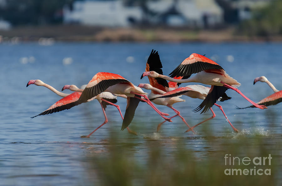 Flamingo Photograph - Flamingos flight by George Papapostolou