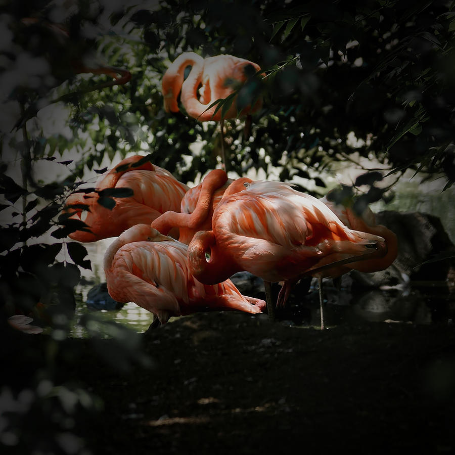 Flamingos Gathering 2 Photograph by Ernest Echols