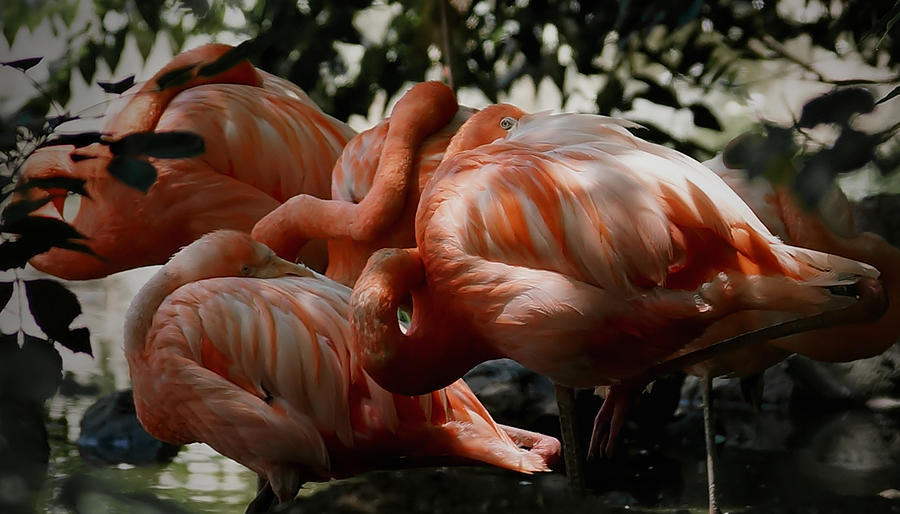 Flamingos Gathering Photograph by Ernest Echols