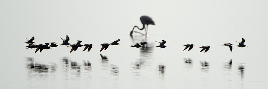 Flamingo Photograph - Flamingos In A Lake, Lake Manyara by Panoramic Images