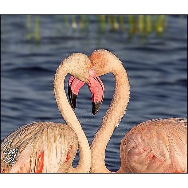Nature Photograph - Flamingos In Action, A Love Story Never by Ahmed Oujan