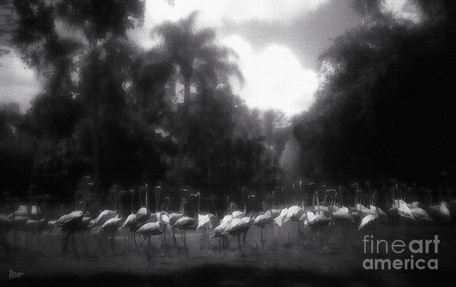 Flamingos in Black and White Photograph by Jeff Breiman