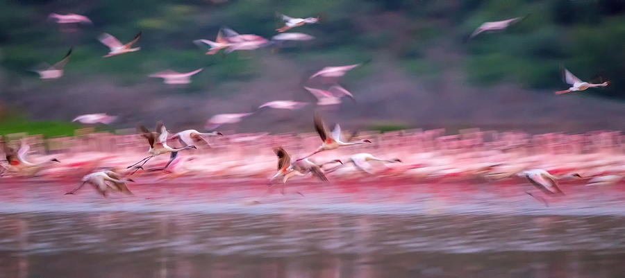 Flamingos In Dawn Photograph by David Hua