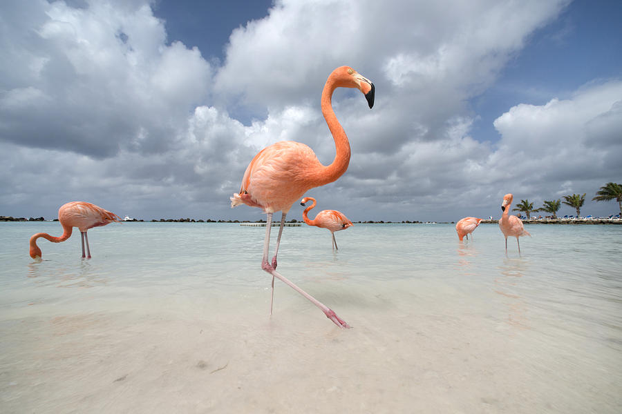 Flamingos in Flamingos Beach. Aruba Photograph by Federico Cabello