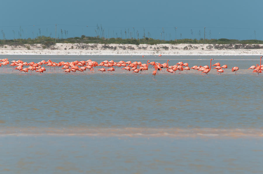 Flamingos in Rio Lagartos Digital Art by Carol Ailles