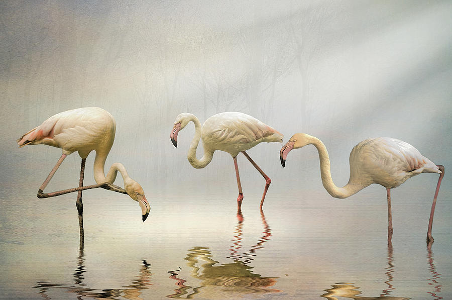 Flamingos in the mist Photograph by Brian Tarr