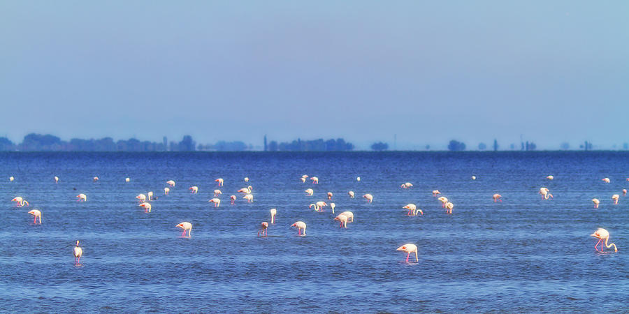 Flamingos in the pond Photograph by Roberto Pagani
