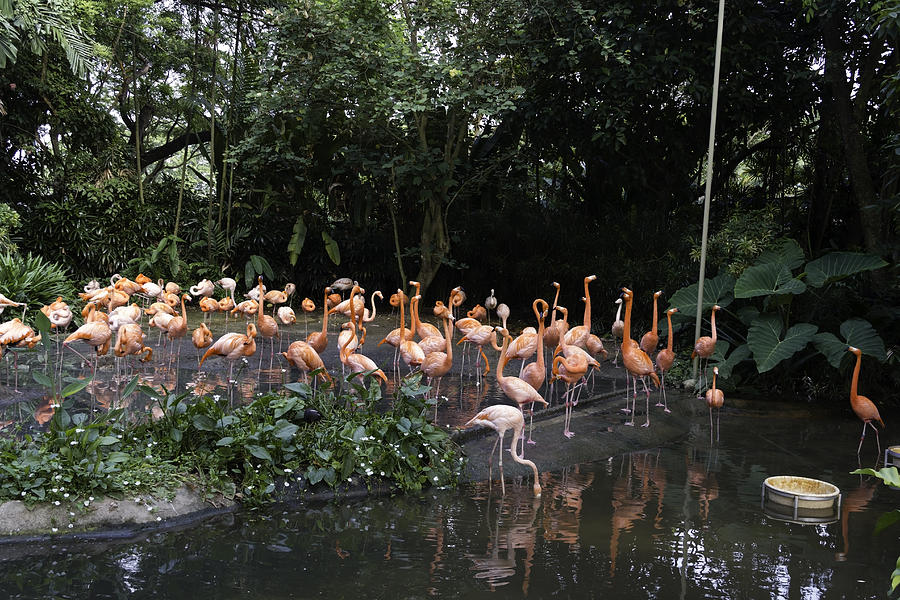 Flamingos in their exhibit along with a small lake in the Jurong Bird Park Photograph by Ashish Agarwal