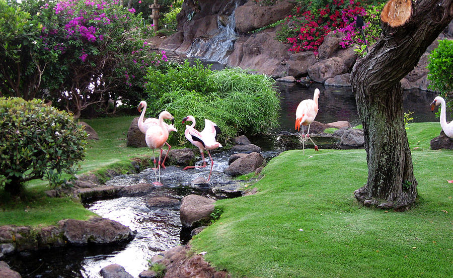 Flamingos  Photograph by Jan Garcia