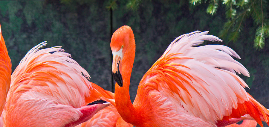 Flamingos Photograph by Jonny D