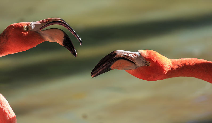 Flamingos Photograph by Matthew Onheiber