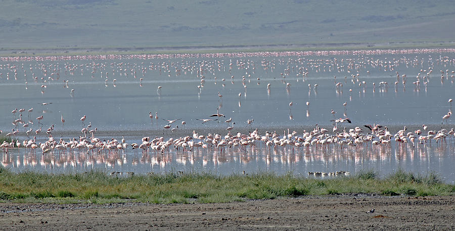 Flamingos on Lake Magadi Photograph by Tony Murtagh
