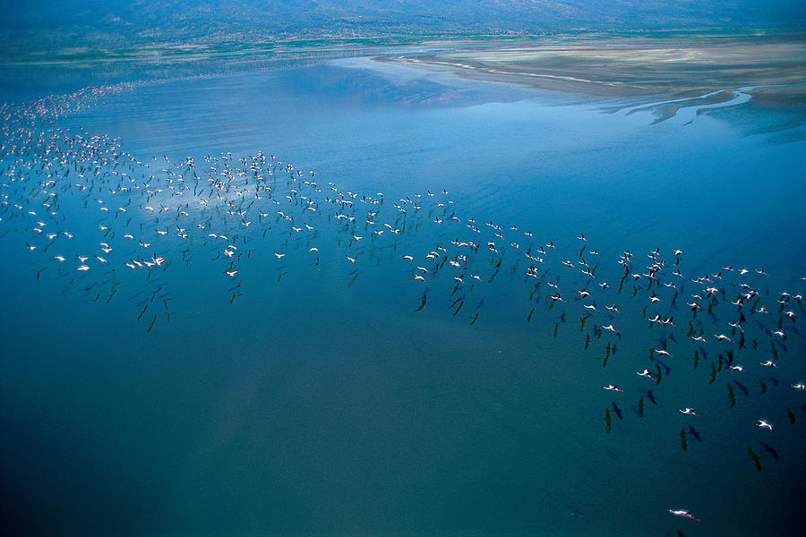 Flamingos Over Lake Natron Photograph by Marcello Bertinetti