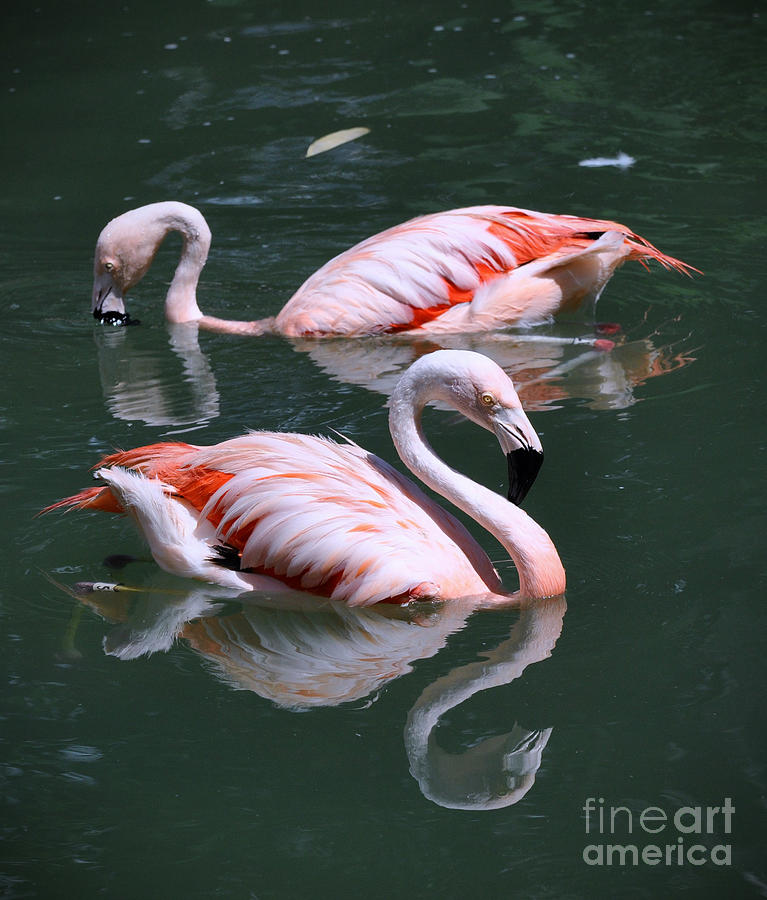 Flamingos Photograph by Savannah Gibbs