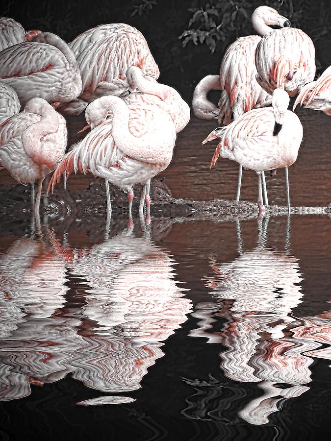 Flamingo Photograph - Flamingos by Sharon Lisa Clarke