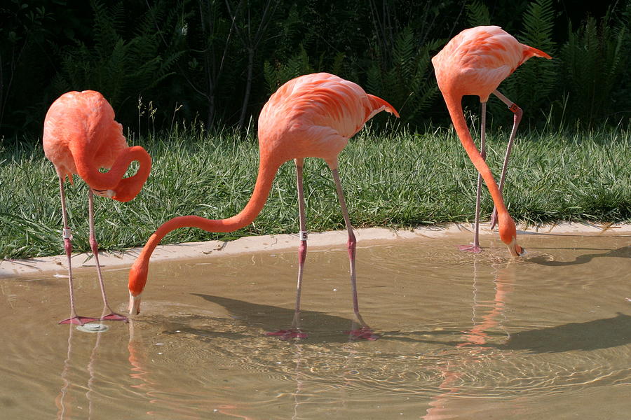 3 Flamingos drinking water Photograph by Valerie Collins