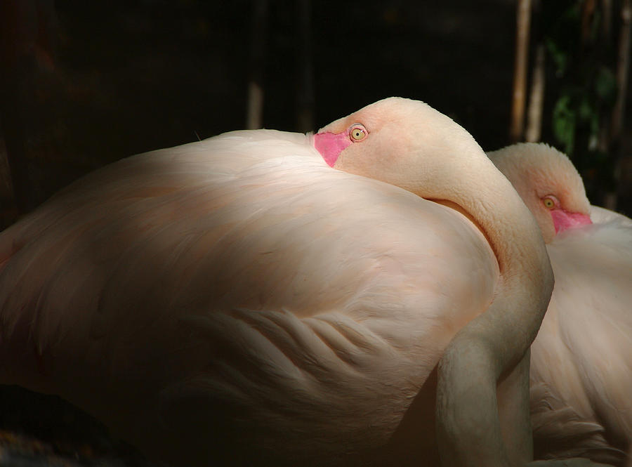 Flamingo Photograph - Flamingos by Vince Risner Flamingo Photograph - Flamingos by Vince Risner