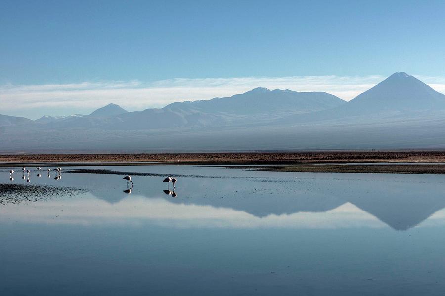 Flamingos, Volcanos And Lake, Atacama Photograph by Mariusz Kluzniak