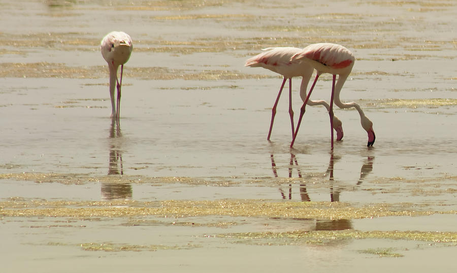 Flamingos With Reflection At Delta Del Photograph by Artur Debat