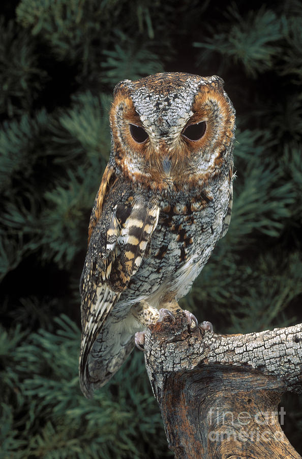 Flammulated Owl Photograph by Anthony Mercieca