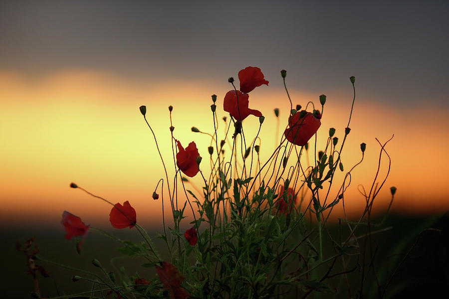 Flanders Fields 100 Years Since The Photograph by Christopher Furlong