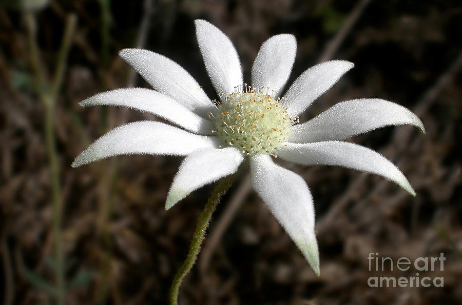 Flowers Still Life Photograph - Flannel Flower by Kaye Menner