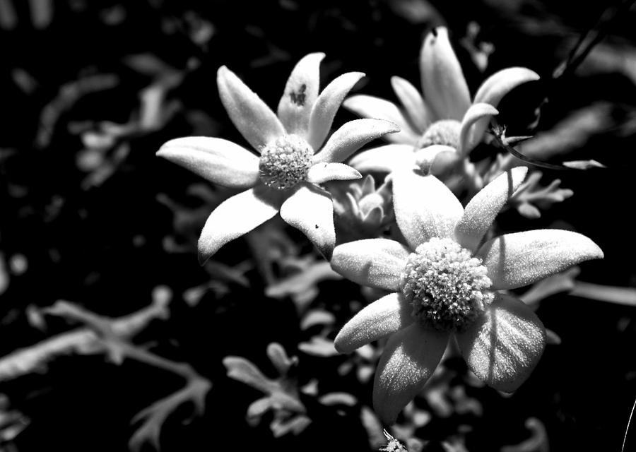 Black And White Photograph - Flannel flower by Miroslava Jurcik