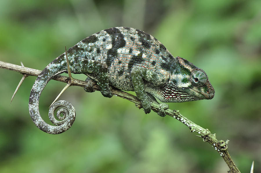 Flap-necked Chameleon Female Tanzania Photograph by Thomas Marent