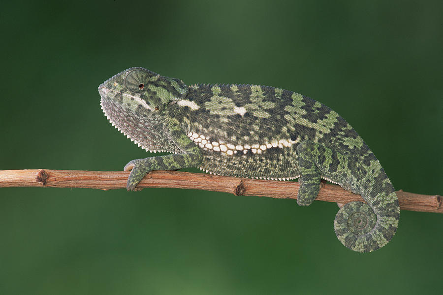 Flap-necked Chameleon Portrait Botswana Photograph by Gerry Ellis