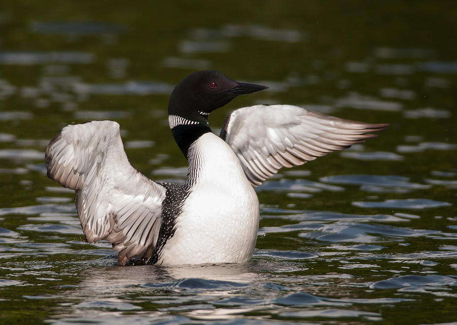 Flapping Loon Photograph by Gerald DeBoer